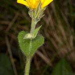 Hieracium amplexicaule Virág