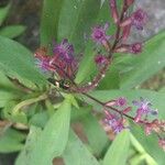 Cuphea epilobiifolia Flower