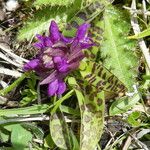 Dactylorhiza majalis Flower