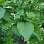 Catalpa speciosaFrunză