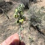 Artemisia frigida Λουλούδι