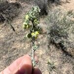 Artemisia frigida Blüte