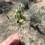 Artemisia frigida 花