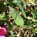 Pulmonaria montana Leaf
