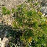 Asparagus umbellatus Leaf