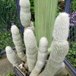 Cleistocactus strausii 形態