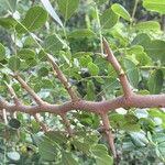Dalbergia melanoxylon Лист