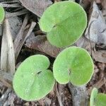 Dichondra micrantha 葉