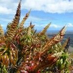 Dracophyllum verticillatum ᱛᱟᱦᱮᱸ