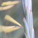 Elymus pungens Flower