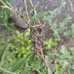 Indigofera oblongifolia Frucht