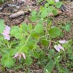 Ononis rotundifolia Hábito