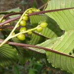 Tournefortiopsis crispiflora Плод