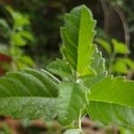 Aloysia gratissima Leaf