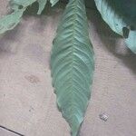 Quiina guianensis Leaf