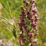 Anacamptis coriophora Květ