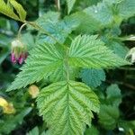 Rubus spectabilis पत्ता