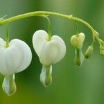 Lamprocapnos spectabilis Облик