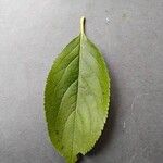 Aronia melanocarpa Leaf