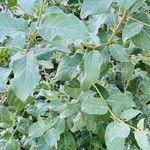 Elaeagnus commutata पत्ता