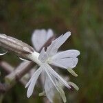 Silene italica Blüte