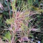 Poa bulbosa Flower