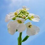 Iberis umbellata Flower