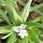 Buglossoides arvensis Floare