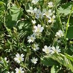 Cerastium arvense List