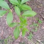Vitex negundo Levél