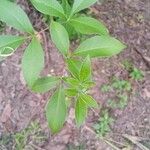 Vitex negundo Folla