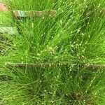 Isolepis cernua Blad