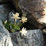 Cerastium pedunculatum Yaprak