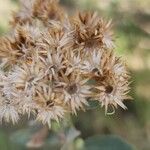 Pluchea dioscoridis Frucht