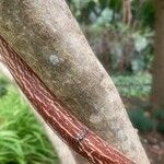 Strophanthus speciosus Kéreg/szár