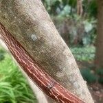 Strophanthus speciosus Bark