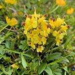 Pedicularis oederi Цвят