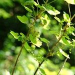 Ribes rubrum Hábito