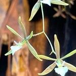 Encyclia tampensis Цвят