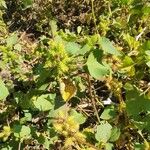 Xanthium spinosum Habit