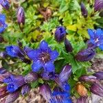 Gentiana septemfida Blüte