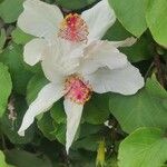 Hibiscus waimeae Fleur