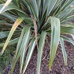 Phormium tenax Leaf