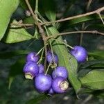 Syzygium oleosumFrukt