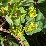 Alchemilla monticola 花