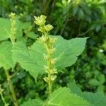 Acer capillipes Flower