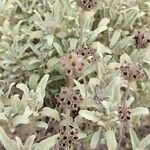 Phlomis italica Φύλλο