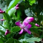 Schlumbergera kautskyi Fuelha