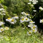 Erigeron annuusBloem