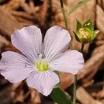 Linum usitatissimum Flower